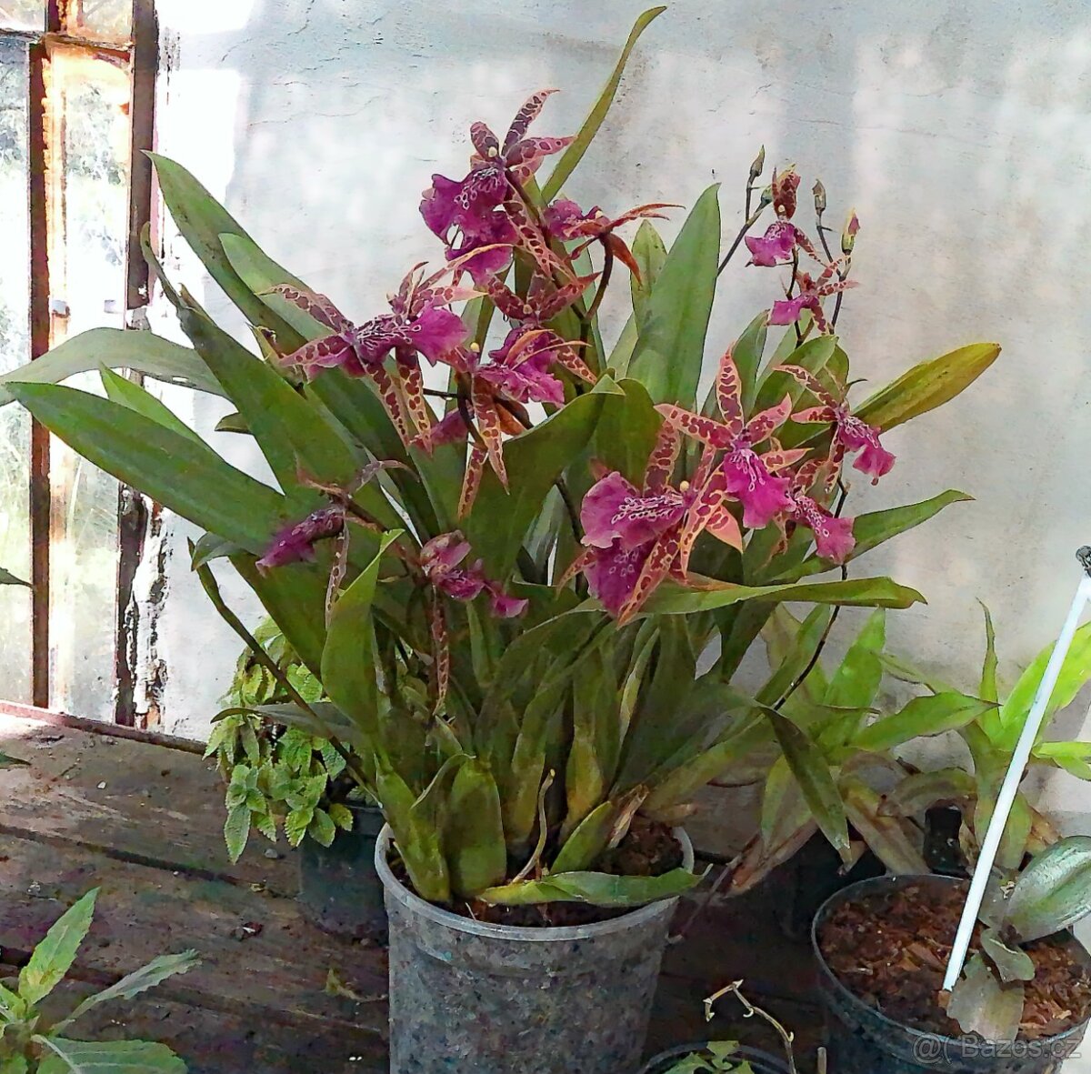 Brassia - pavoučí orchidej