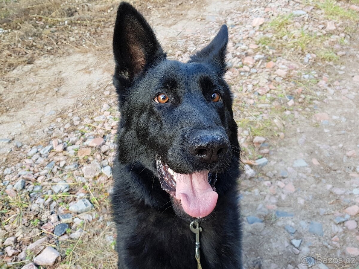 ZAK K ADOPCI - přátelský mazel