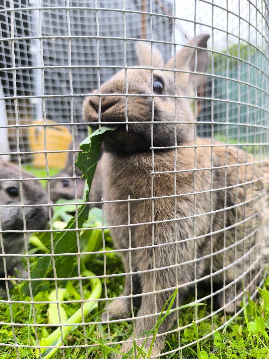 Prodám králíky různých barev