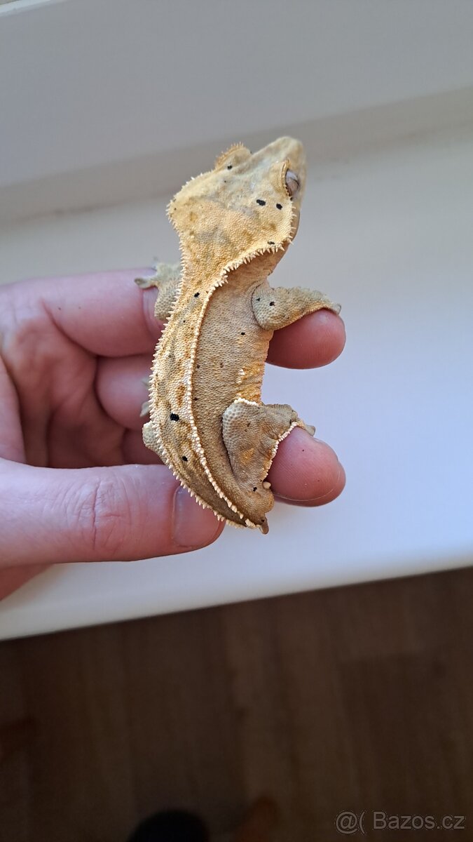Pagekon řasnatý (Rhacodactylus ciliatus)
