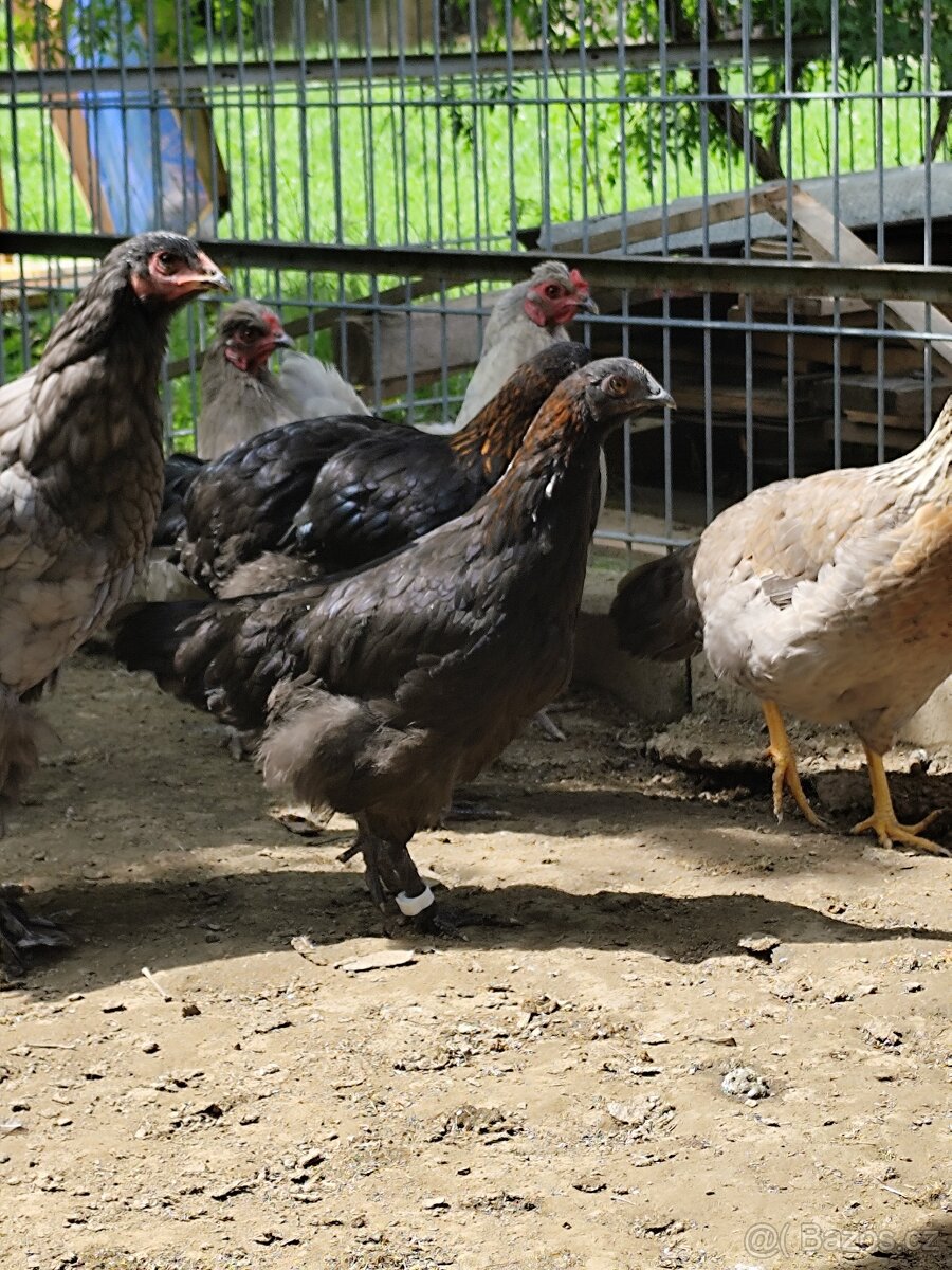 Slepice marans na čoko vejce
