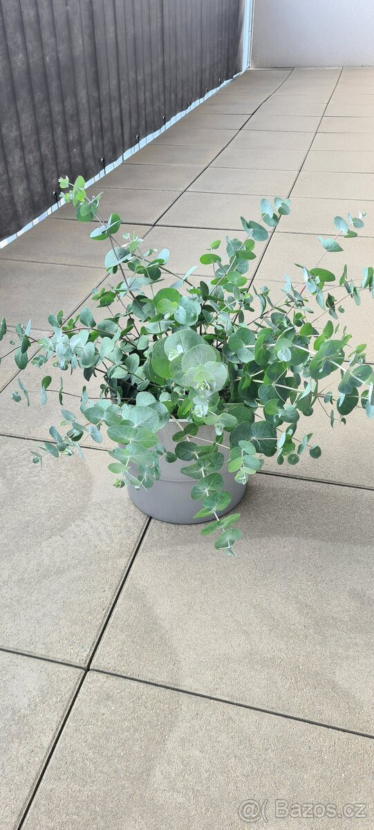 Rostlina Eucalyptus Gunnii