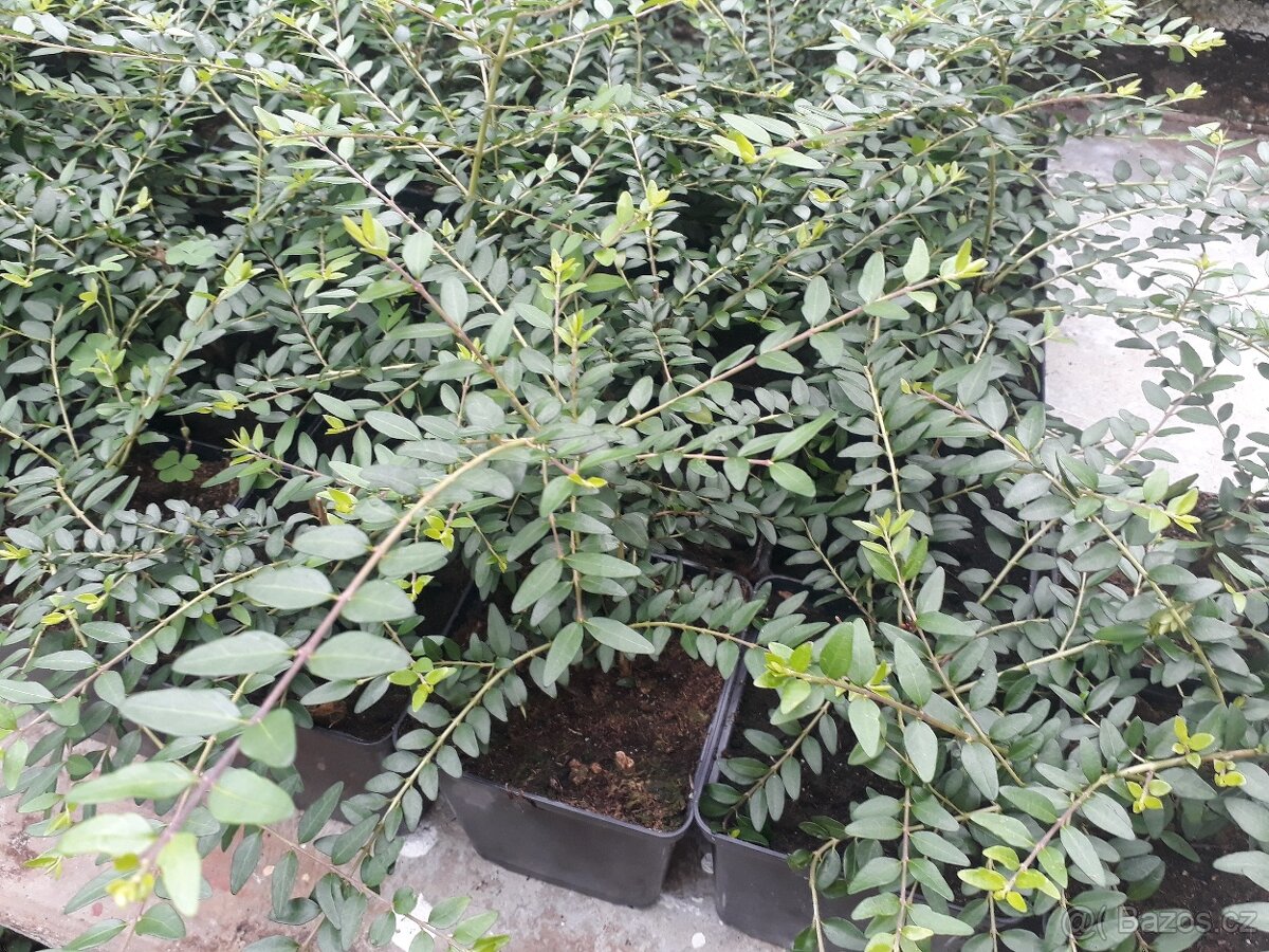 Lonicera nitida- zimolez