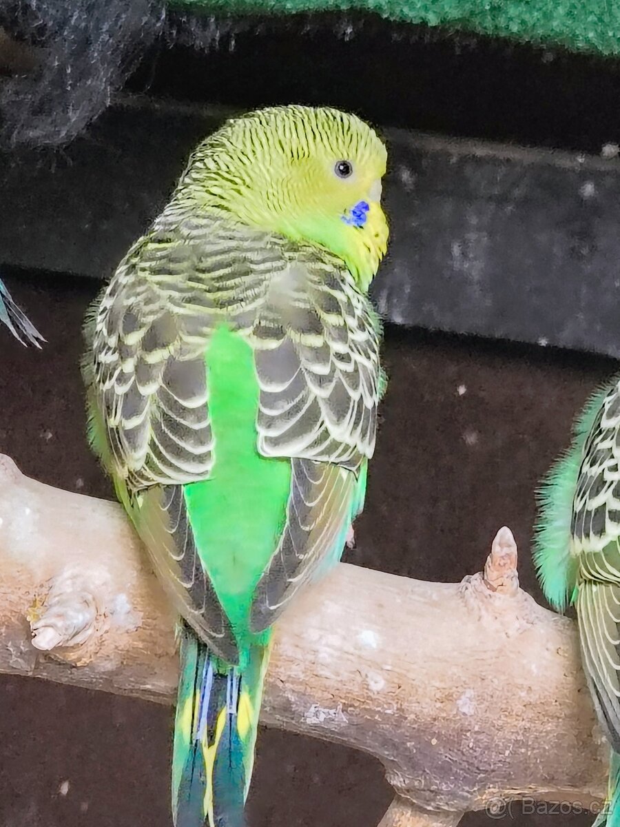 Andulka vlnkovaná. Přírodní čistý chov