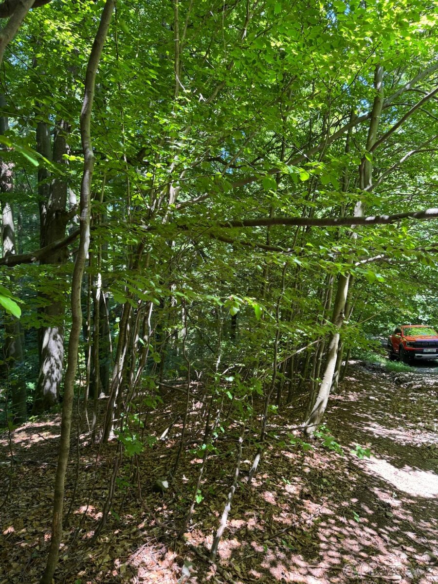 Prodám lesní pozemky v k.ú. Krásná pod Lysou Horou