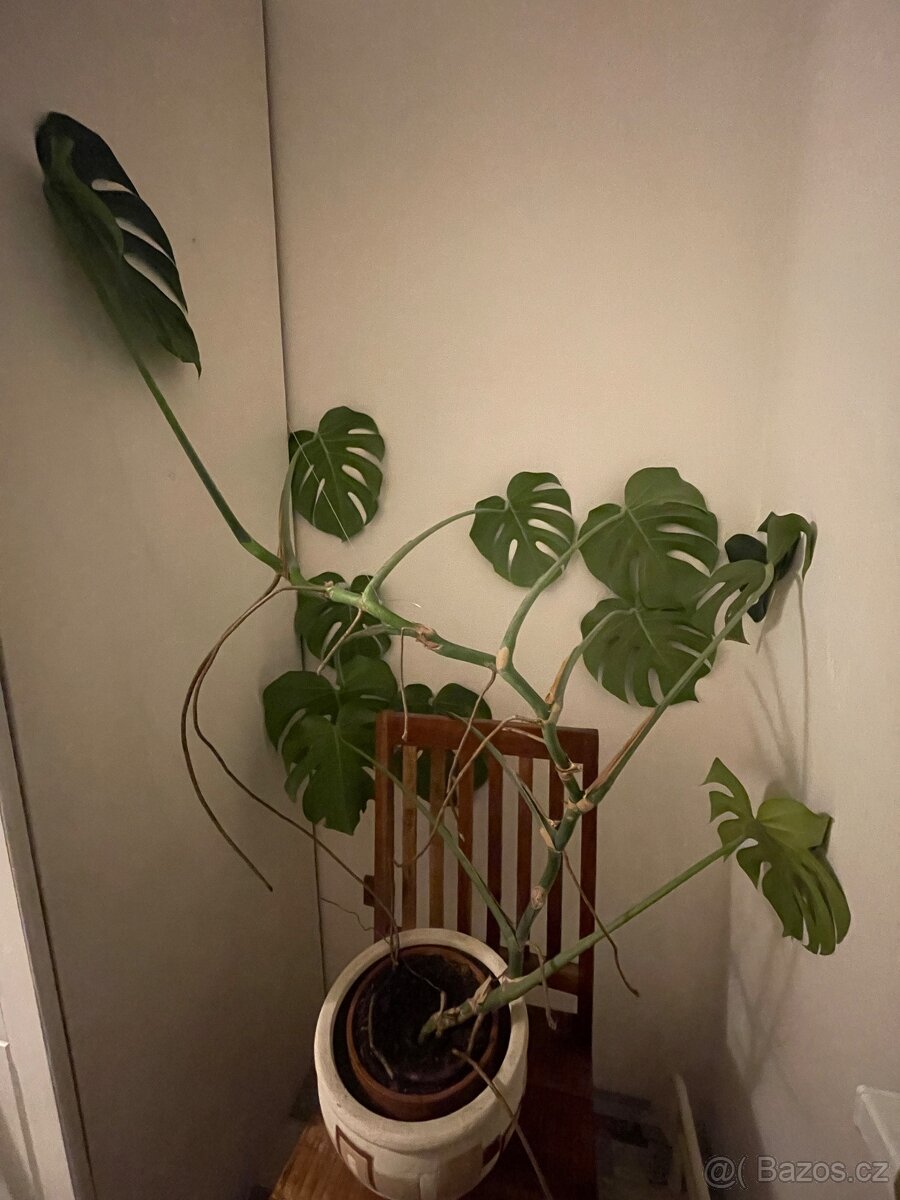 Monstera