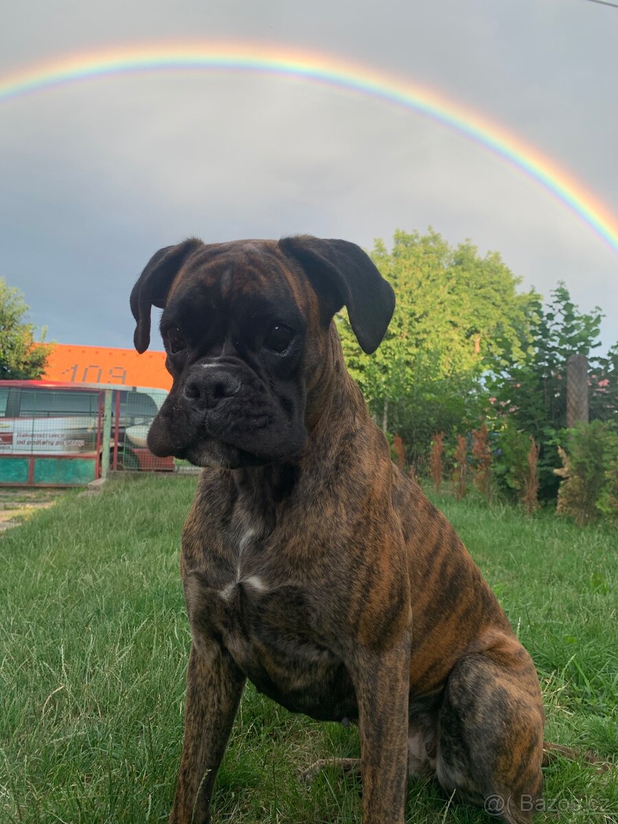 Německý boxer - krytí