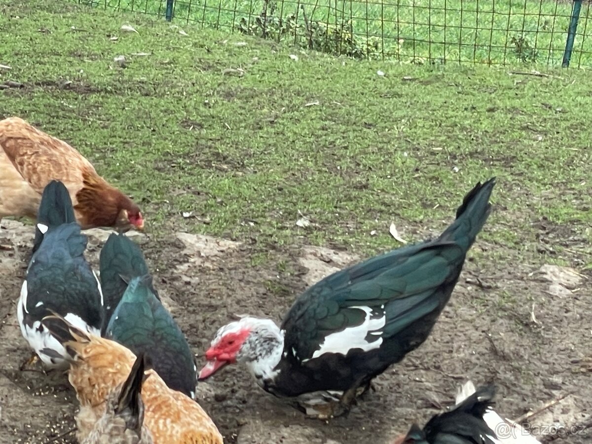 Kachna pižmová, čínská Kačer a kachny