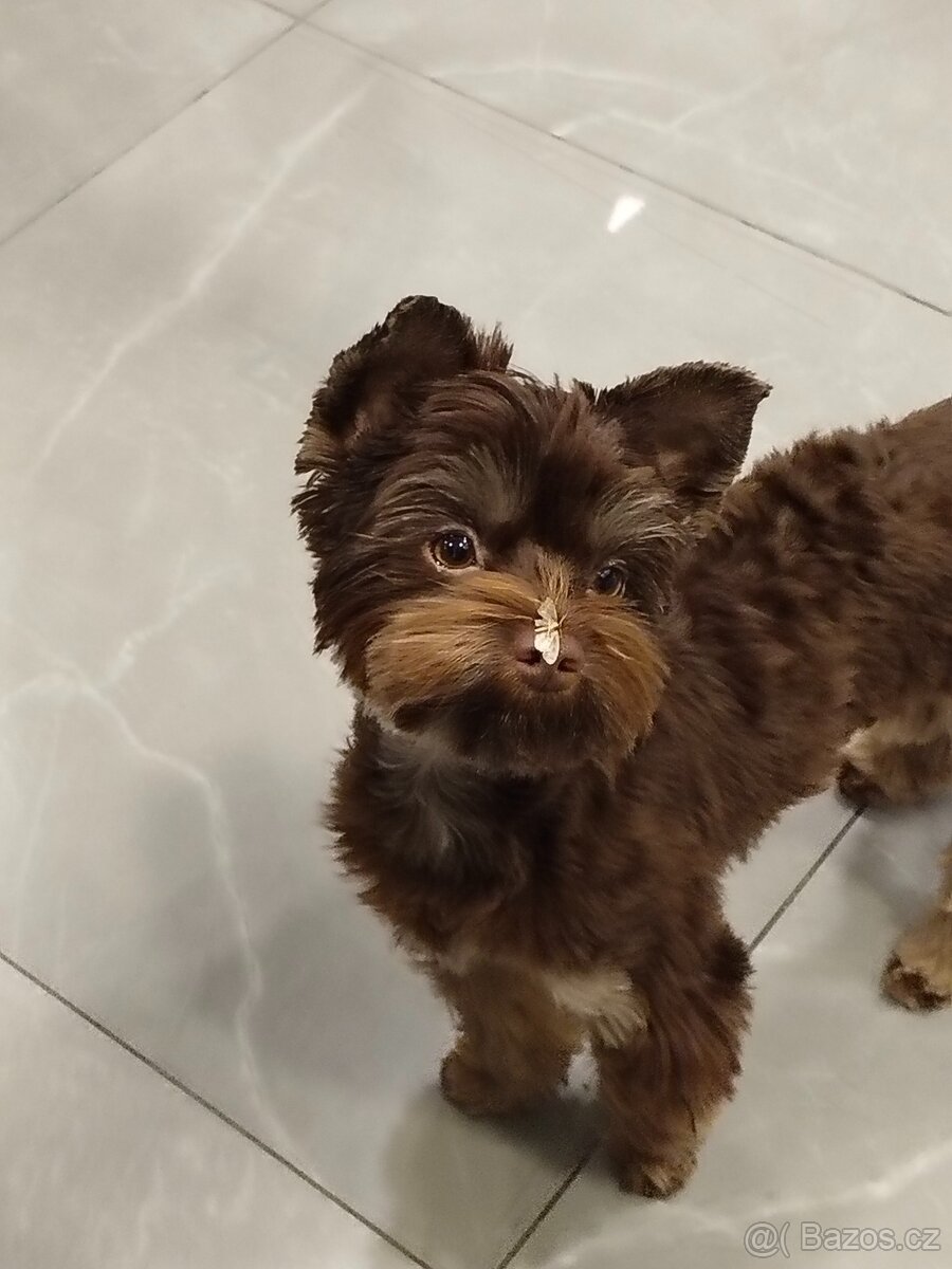 Čokoládový jorkšírský teriér