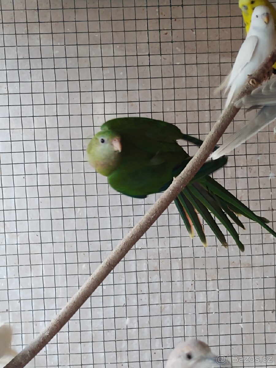 Papoušek nádherný - samička