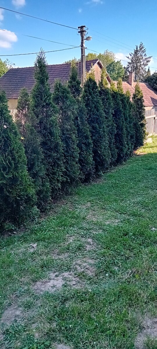 Túje smaragd