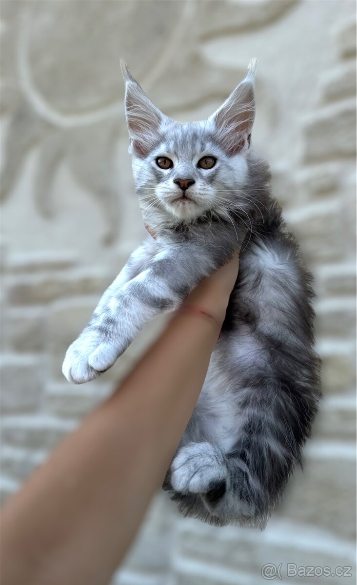 Maine Coon s PP kocour Mainská mývalí kočka