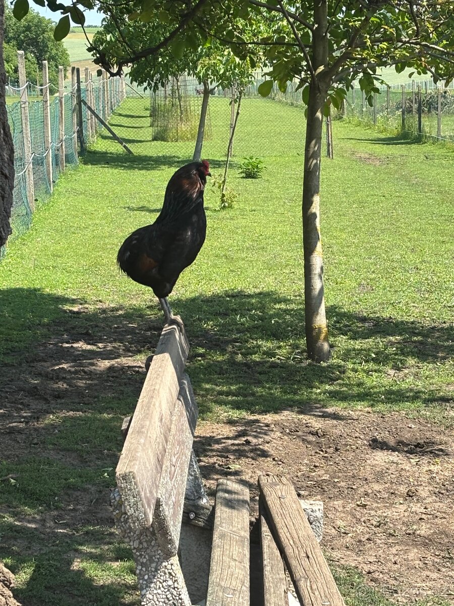 Roční kohout Araukana