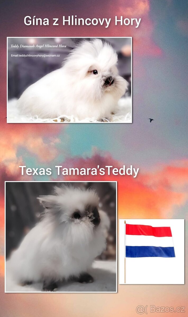 Zakrslý teddy králík