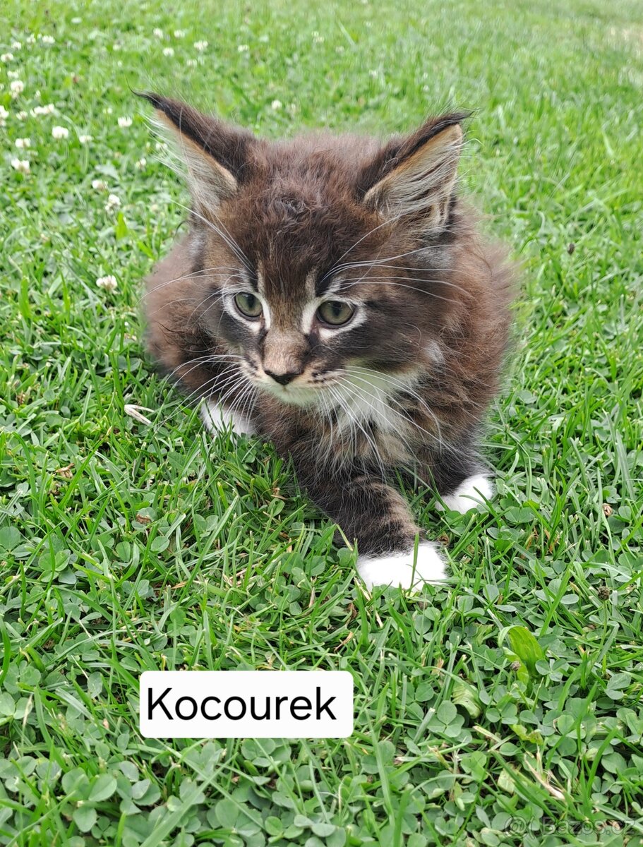 Mainská mývalí
