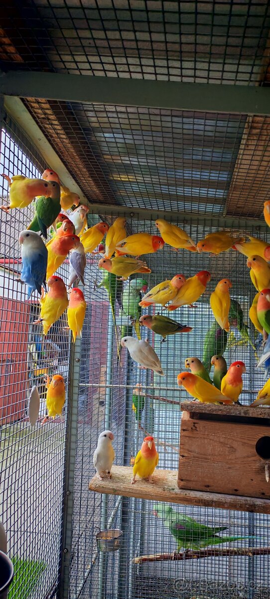 Agapornis ružovohrdly opalin