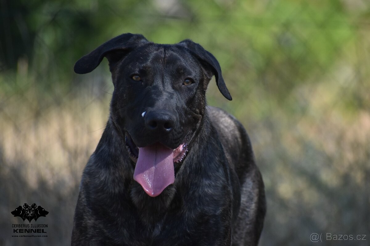 Uruguayský Cimarron s PP