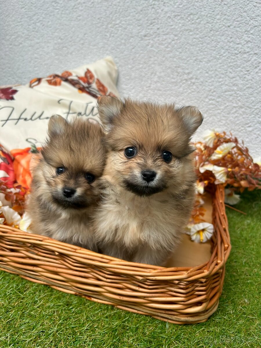 Štěňátka - Pomeranian