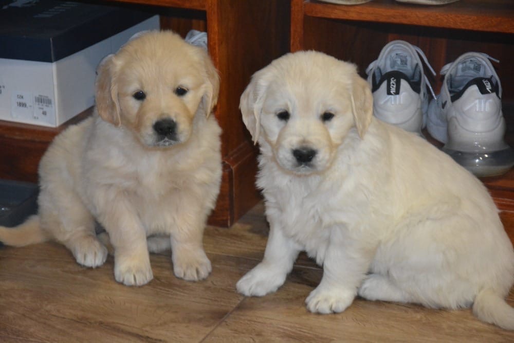 Zlatý retrívr - holčičky