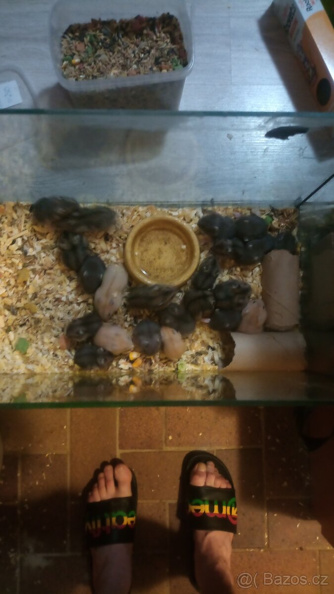 Křeček džungarský