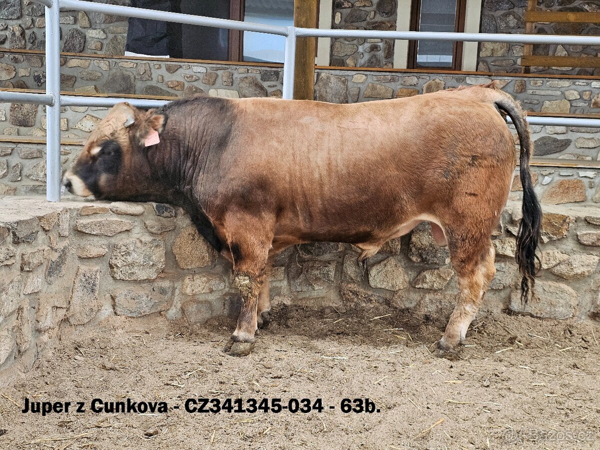Plemenný býk Aubrac - II.turnus 2025