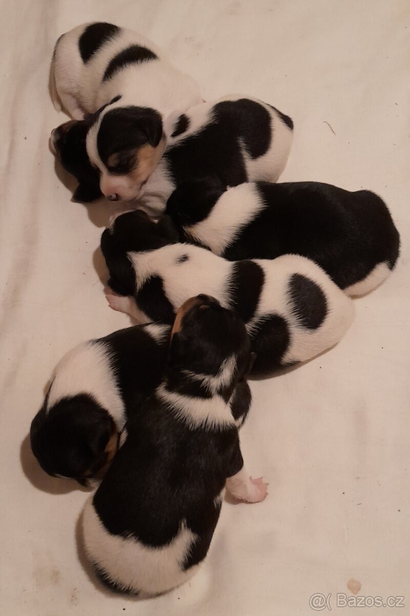 Štěňata Jack Russell
