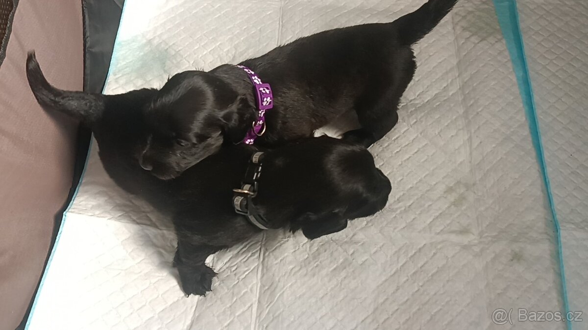 Jezevčík x Labrador