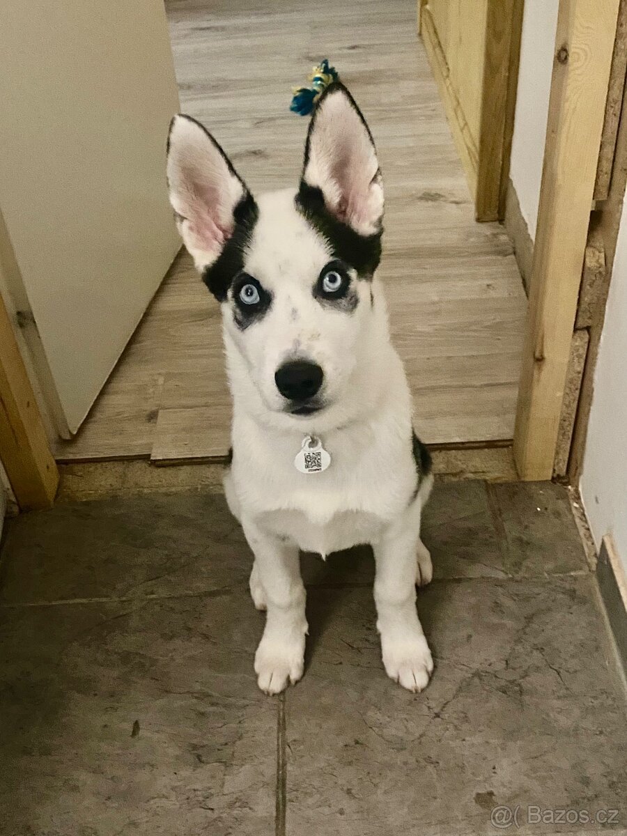 Husky