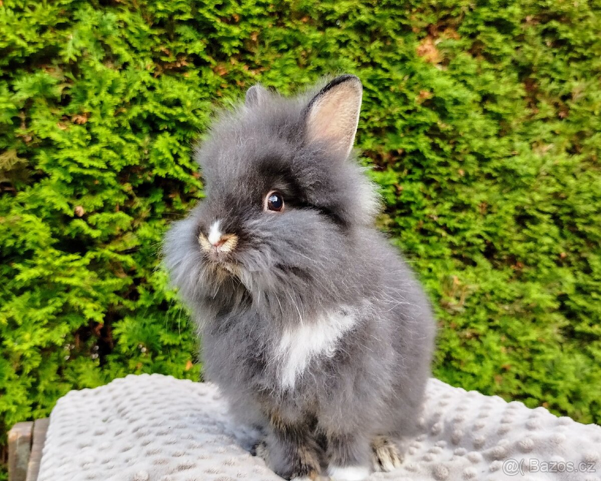 Zakrslý králík, králíček -(lvíček)-TOMMY