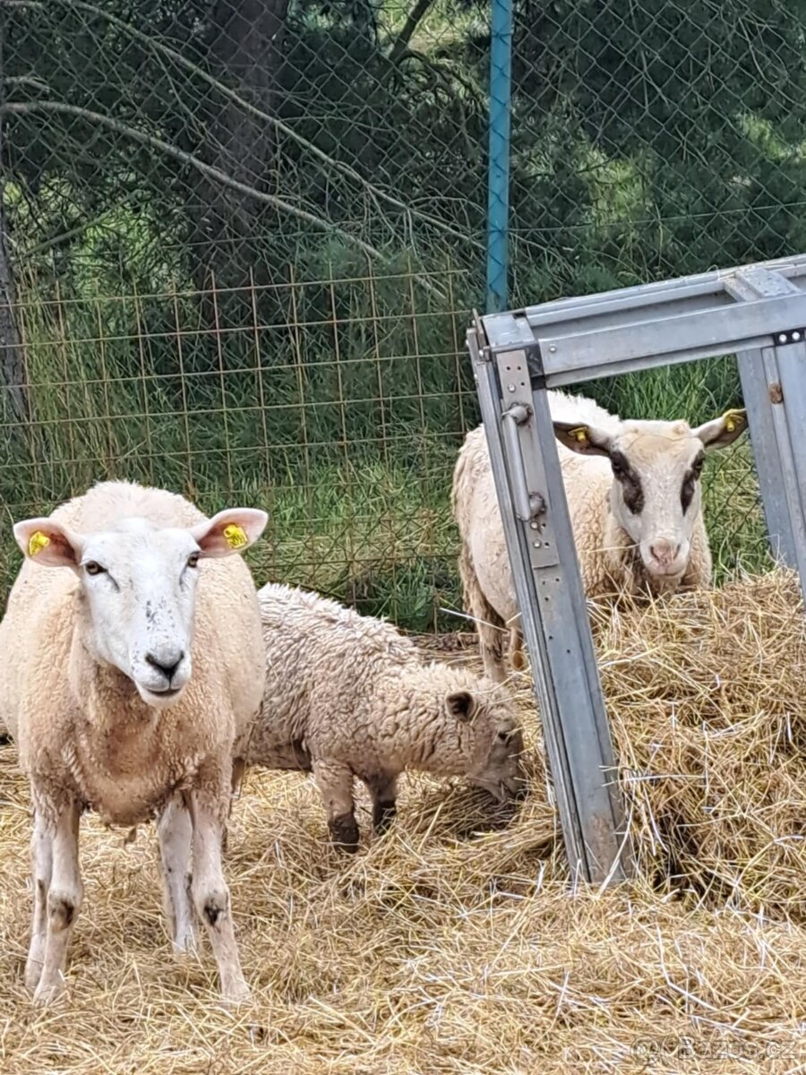 2 a 3 leté bahnice,2 jehňata (beránek a jehnička) křížené pl