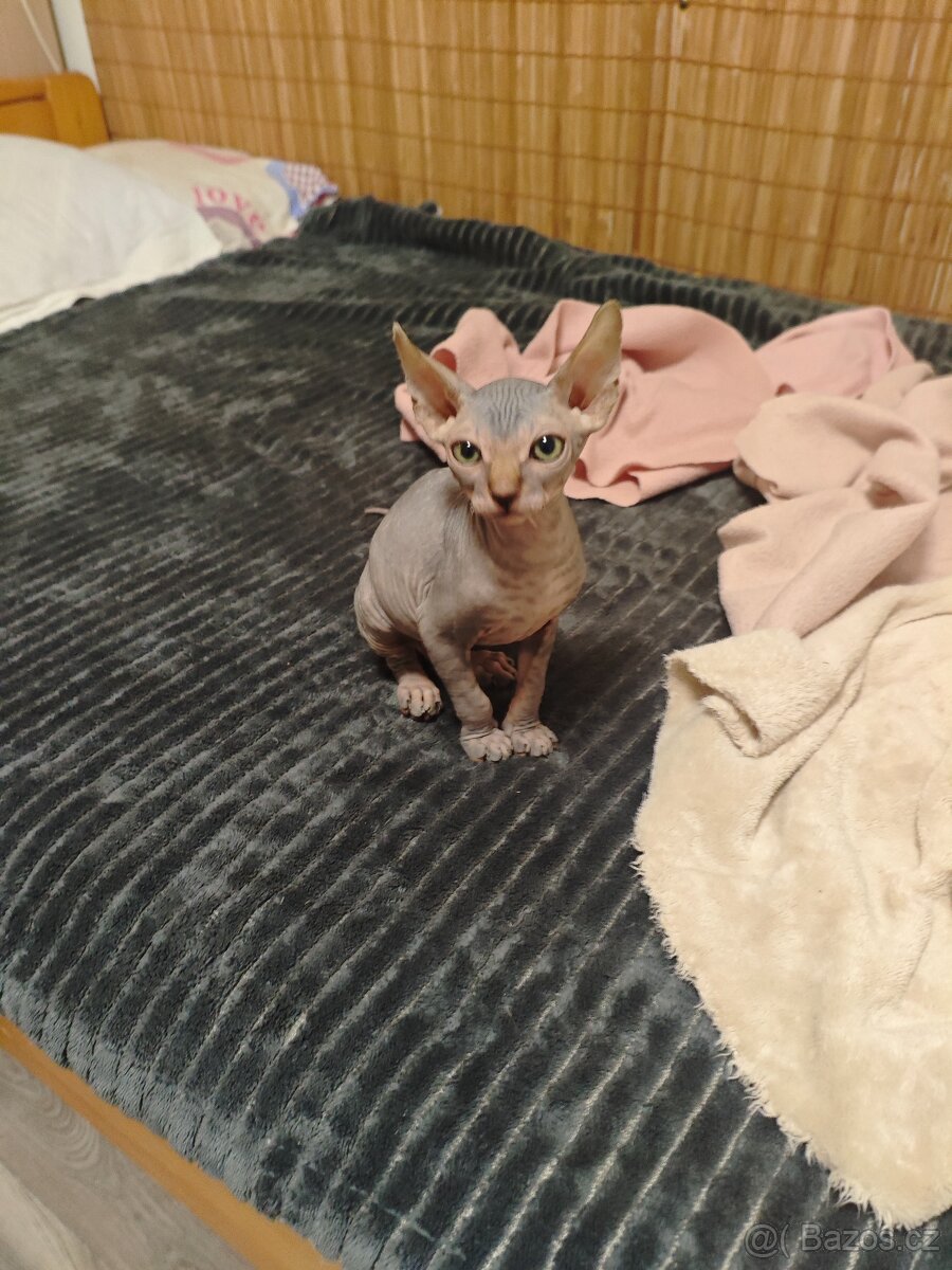 Kanadský sphynx