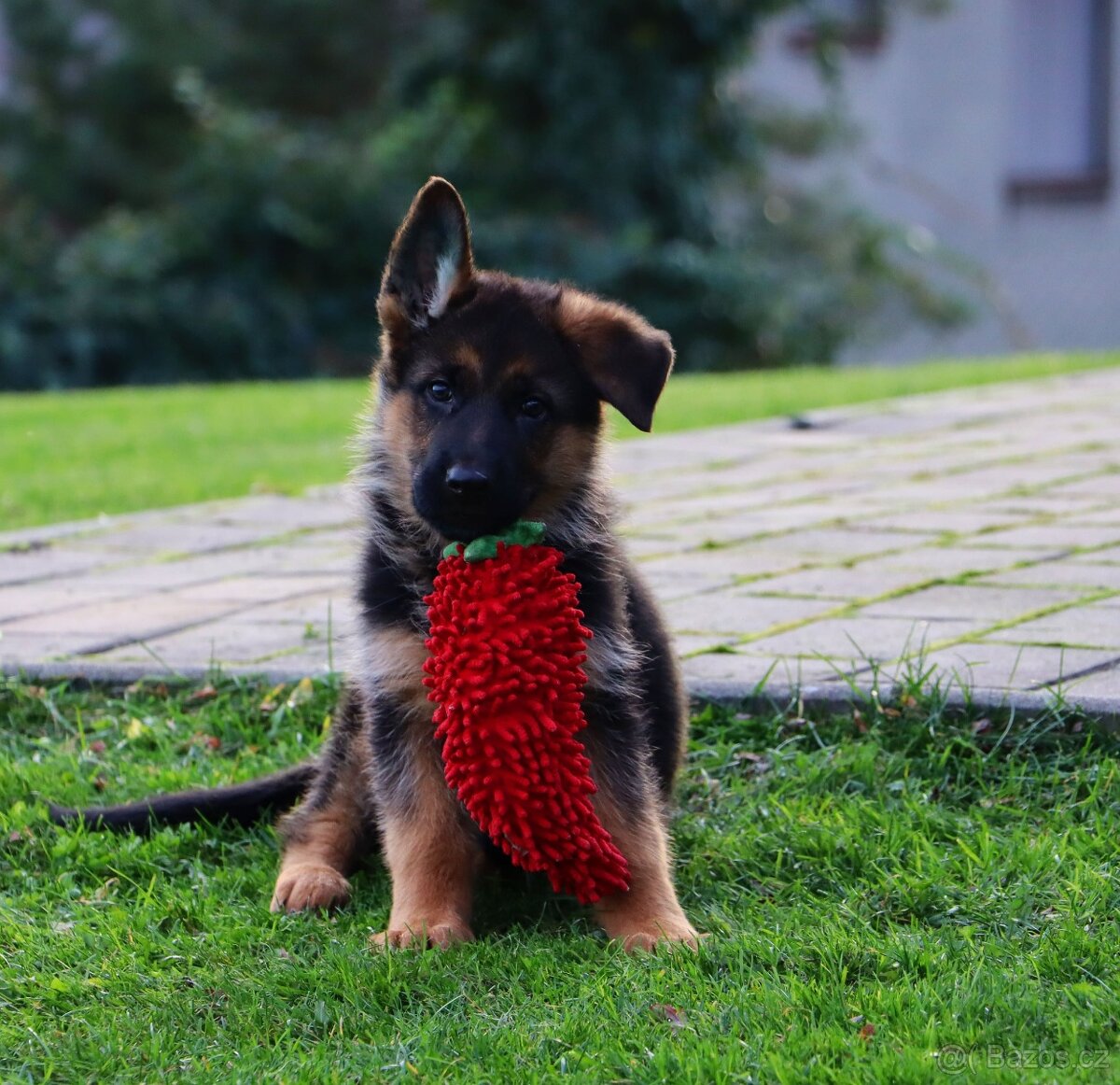 Německý ovčák štěňata