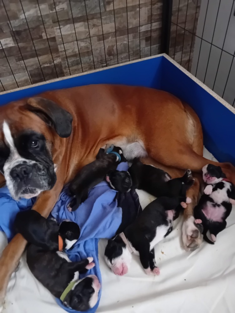 Štěňata německého boxera