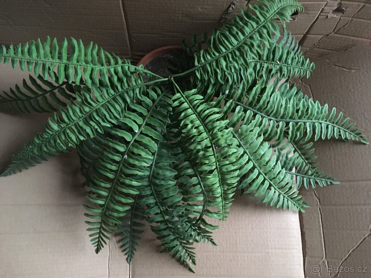 Velká kapradina v květináči