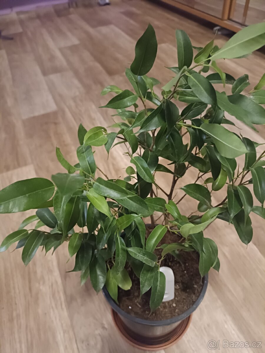 Ficus Benjamina