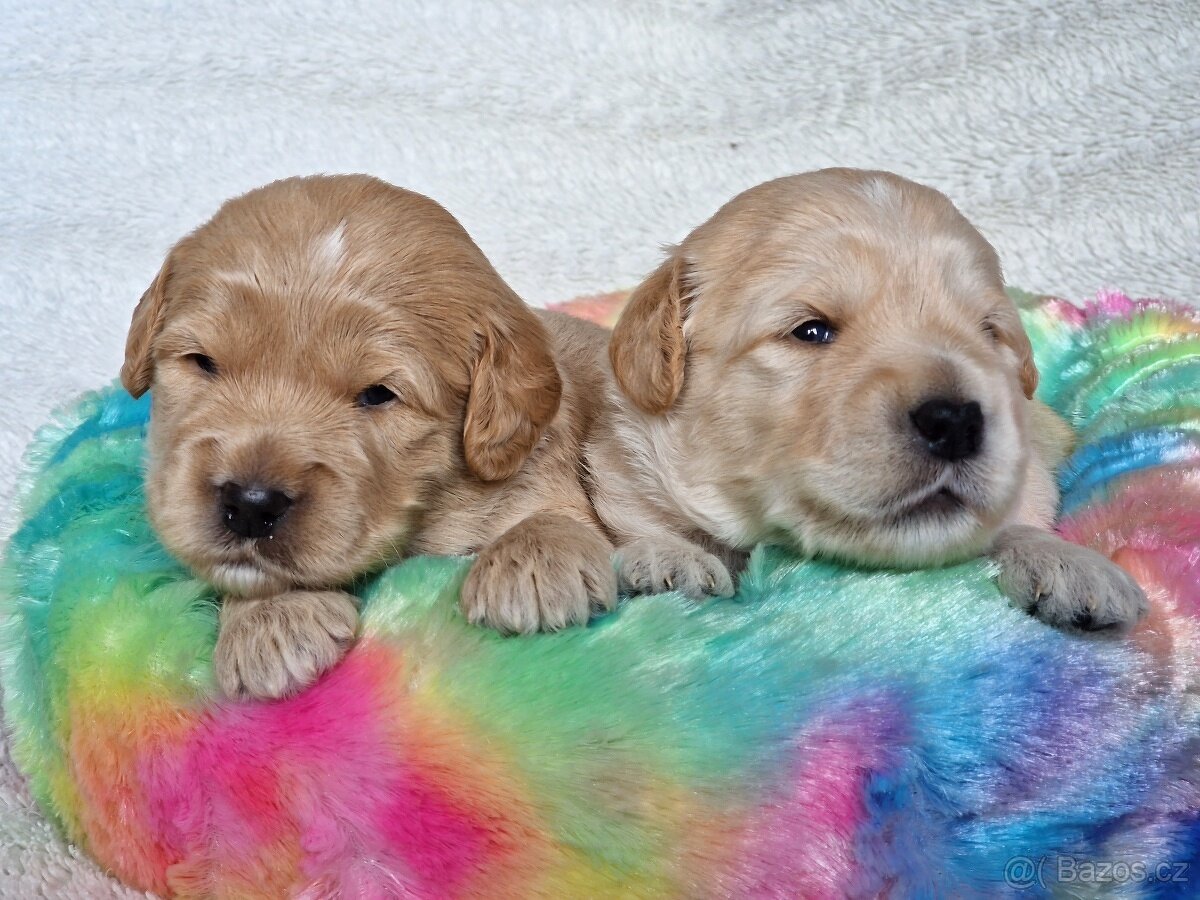 Goldendoodle F1