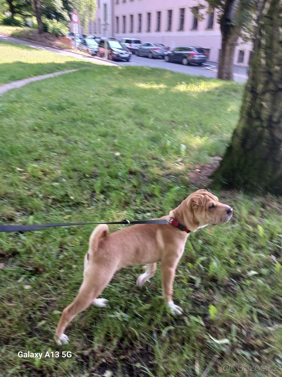 Sharpei štěně 5měs. Fena