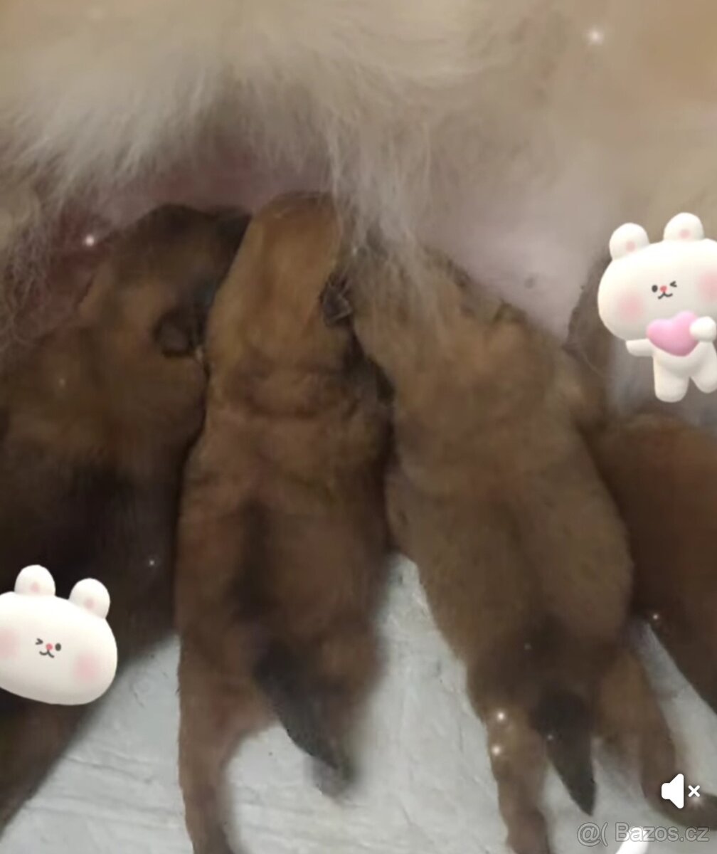 Štěňata Pomeranského špice