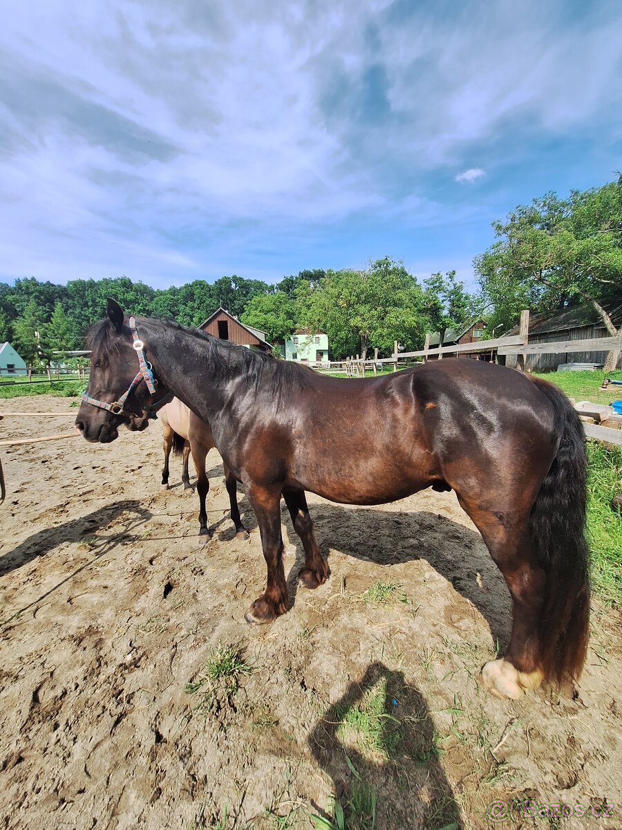Welsh pony D valach 3roky