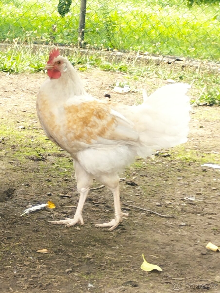 Kohout