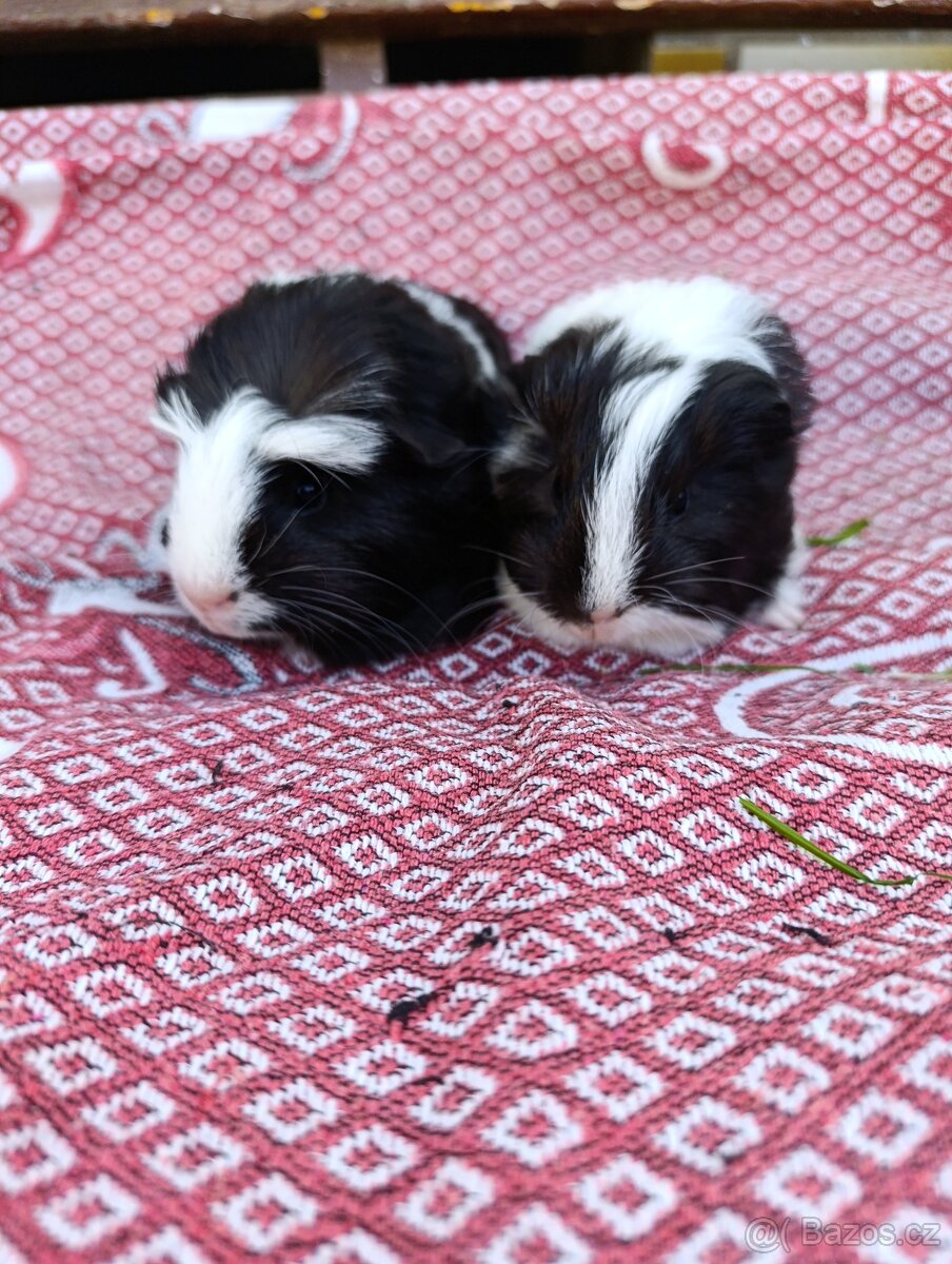 Morče / morčata / morčátko