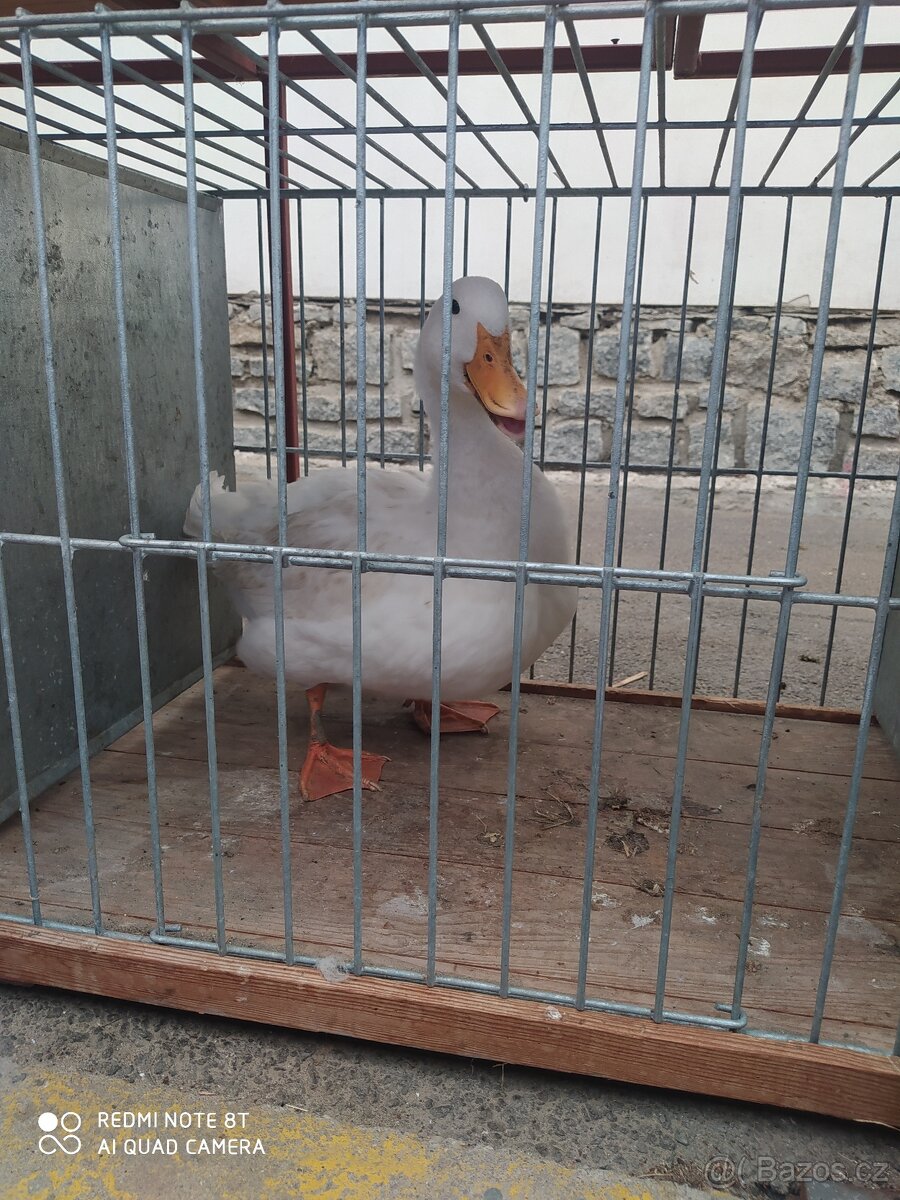 Kachna pekingska