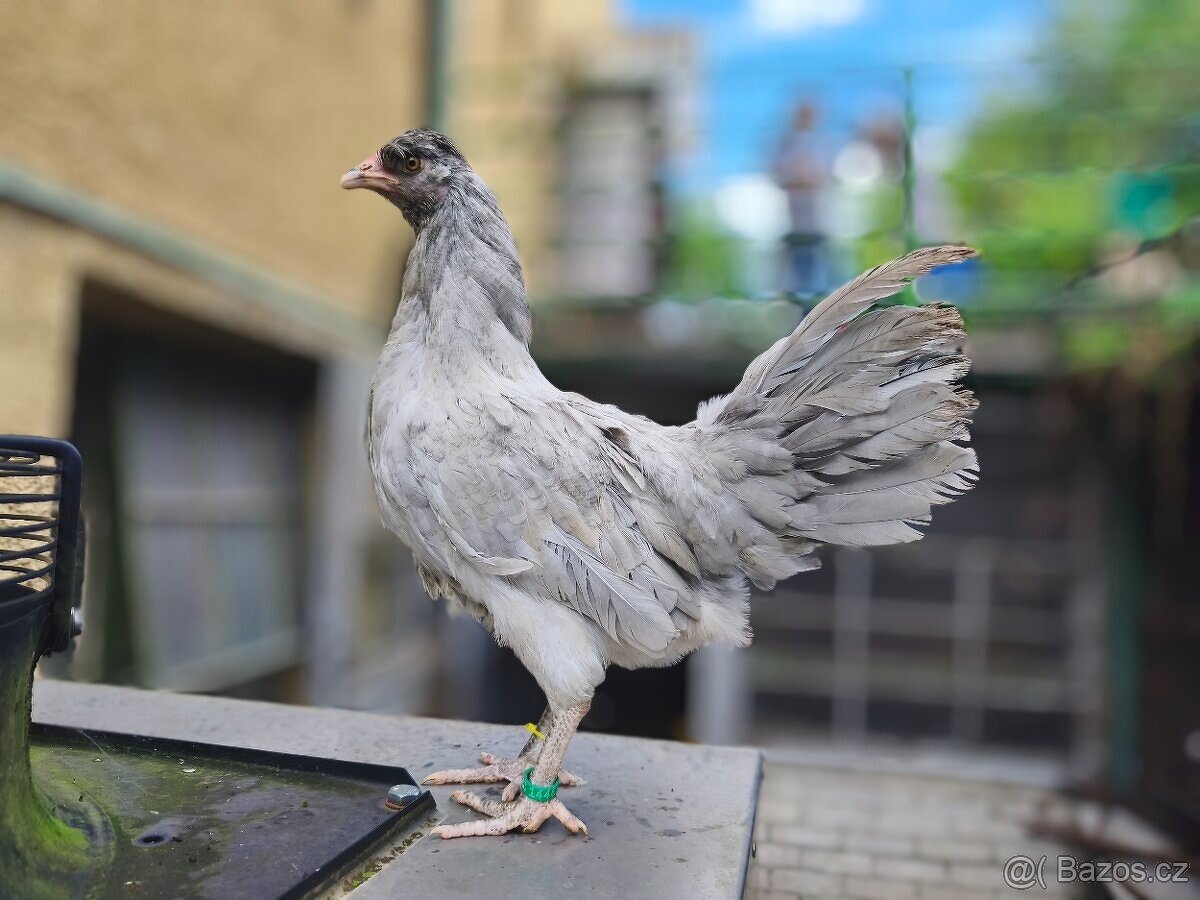 Kohoutci araucana lavender hledají nový domov