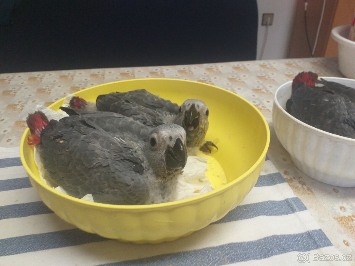 Prodám ručně dokrmena mláďata ZAKO KONGO