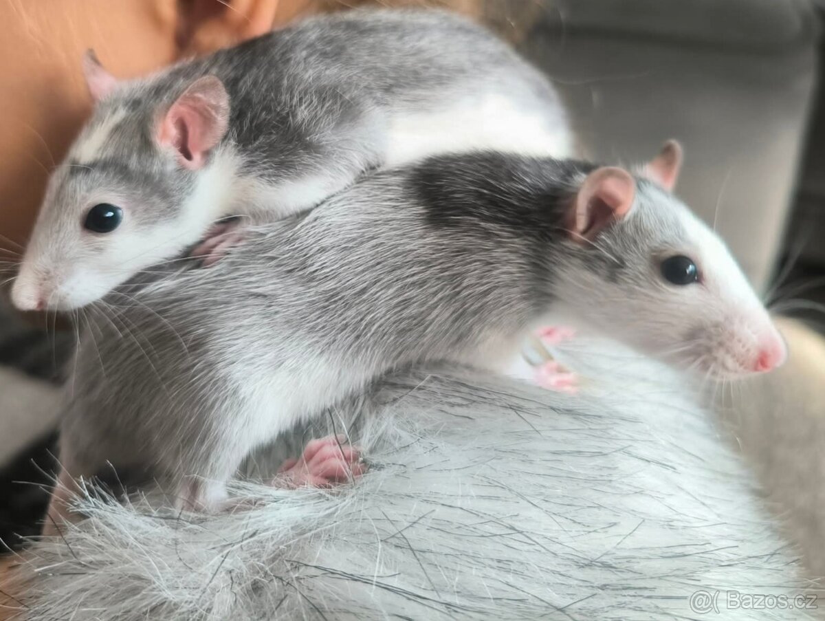 Daruji 2 potkany
