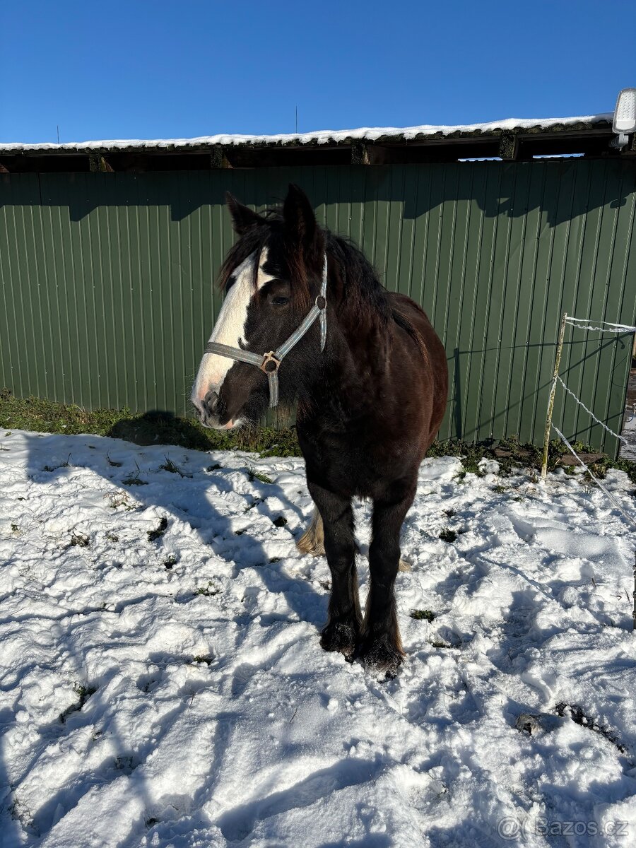 Prodej, výměna IC klisny