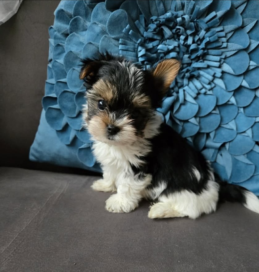 Biewer yorkshire jorkshire terier šteniatka