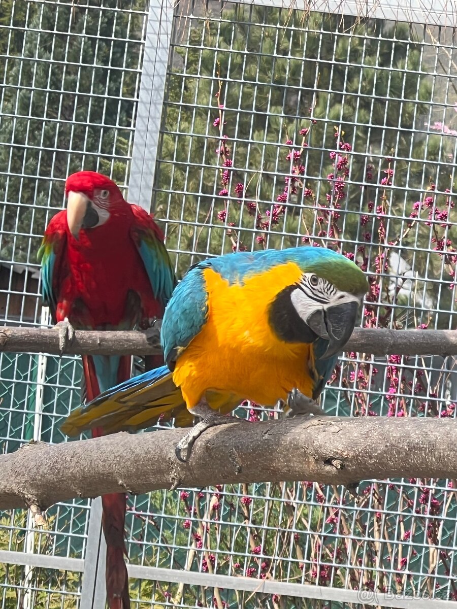 Ara ararauna