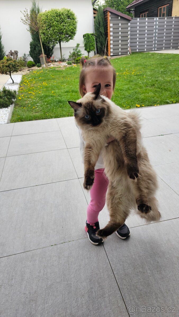 11 měsíční kočička ragdoll