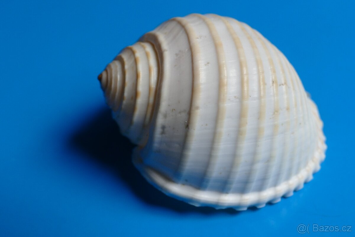 Tonna alium